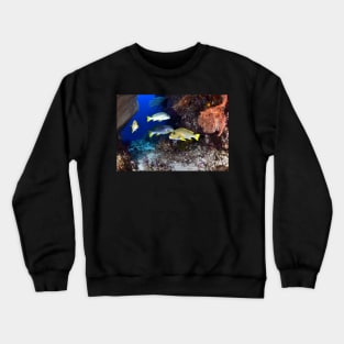 Fish in the Coral Crewneck Sweatshirt